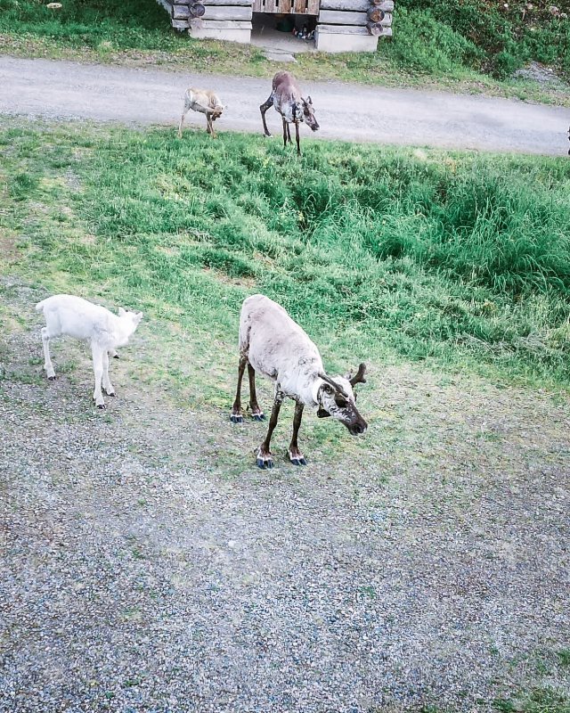 Photo from Ruka, Finland, shared by Lana_R